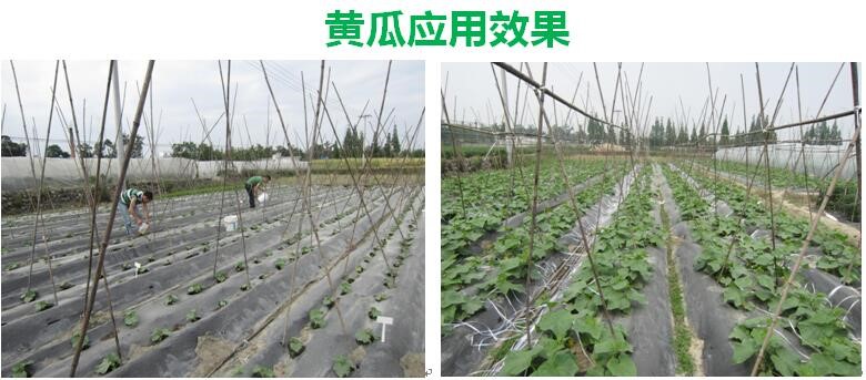 氨基寡糖素 - 植物的免疫衛士，根結線蟲的克星