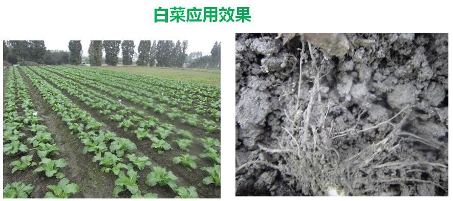 氨基寡糖素 - 植物的免疫衛士，根結線蟲的克星