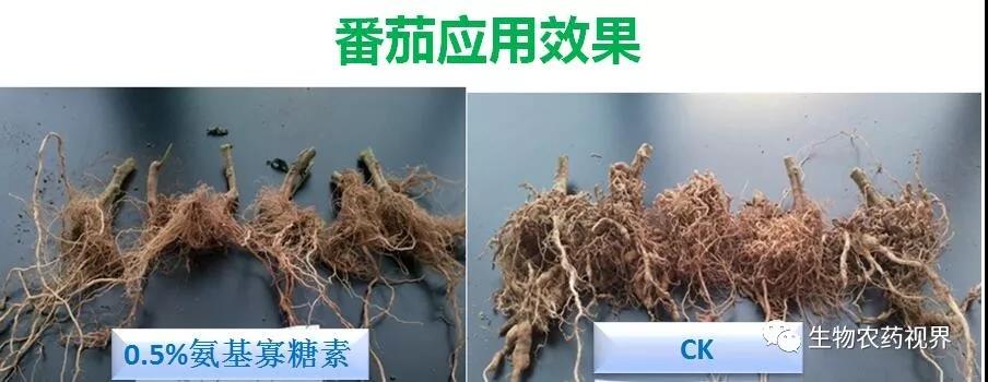 氨基寡糖素 - 植物的免疫衛士，根結線蟲的克星