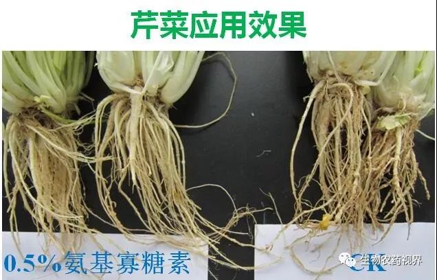 氨基寡糖素 - 植物的免疫衛士，根結線蟲的克星